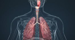 Respiratory system