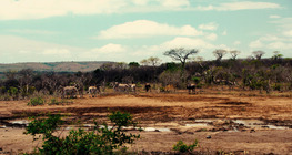 ทุ่งหญ้าสะวันนาแห่งแอฟริกา