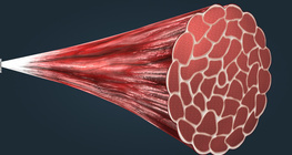 The structure of skeletal muscles