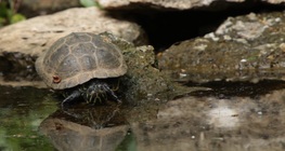 เต่าแก้มแดง