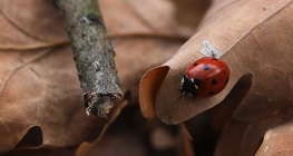 เต่าทอง