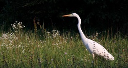 นกกระยางยักษ์