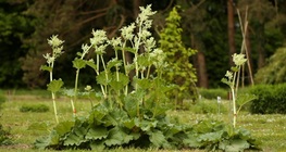 รูบาร์บ