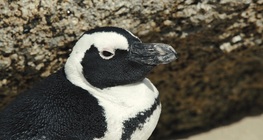 นกเพนกวินแอฟริกัน