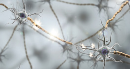 Synaptic transmission