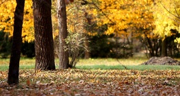 ความหลากหลายของป่า