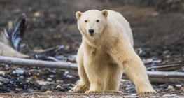 สัตว์ต่างๆ บริเวณขั้วโลก