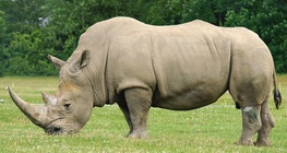 ครอบครัวแรด