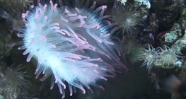 สายพันธุ์สเตโนโทปิก