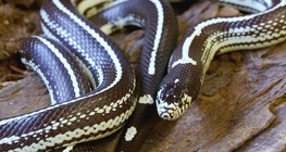 งูแคลิฟอเนียร์คิงสเนค