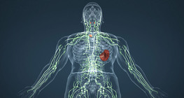 Lymphatic system