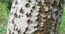 ต้นป็อปลาร์สีขาว