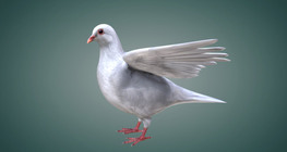 ประเภทของขนนก