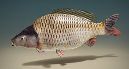 Common carp