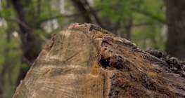 วงปีของต้นไม้