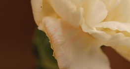 เส้นทางของน้ำในพืช