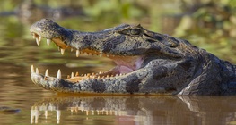 เคแมนสุดมหัศจรรย์