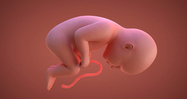Prenatal development