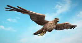 เหยี่ยวทุ่ง