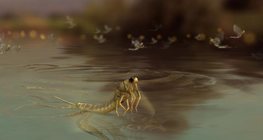 แมลงชีปะขาวหางยาว