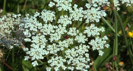 แครอทป่า