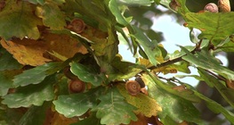 ต้นโอ๊กอังกฤษ