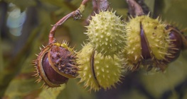 ฮอร์สเชสท์นัท