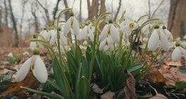 ดอกสโนว์ดรอป