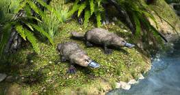 ตุ่นปากเป็ด