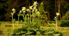 รูบาร์บ