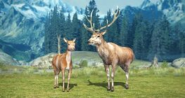 กวางแดง