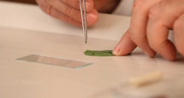 การสังเกตนิวเคลียสของเซลล์