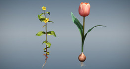 Comparison of monocots and dicots