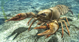 กุ้งเครย์ฟิชยุโรป