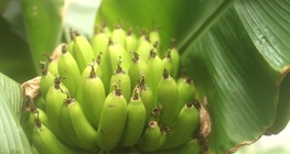 การปลูกกล้วยในเรือนกระจก