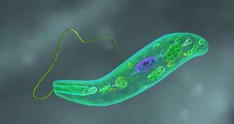 Euglena viridis