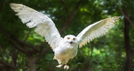 นกฮูกหิมะ