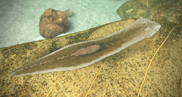 พลานาเรีย โกโนเซฟาลา