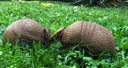 อาร์มาดิลโล่สามแถบ