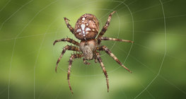 แมงมุมสวนยุโรป