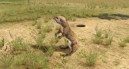 European ground squirrel