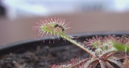 พืชกินสัตว์