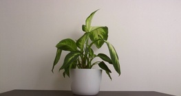 การรดน้ำ