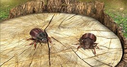 ค็อกชาเฟอร์ (แมงอีนูน)