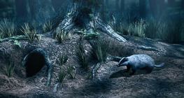 แบดเจอร์ยุโรป