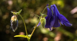 โคลัมไบน์