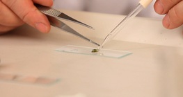 Examination of green algae and mould filaments