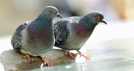 สายพันธุ์ยูริโทปิก