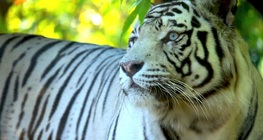 เสือขาว