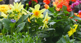 การปลูกดอกไม้